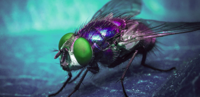 mosca-varejeira